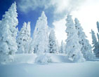 Christmas Wallpapers 268